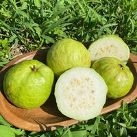Pearl Guava( One tree & 200 Seeds)