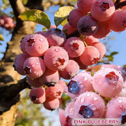 💟Premium Pink Blueberry Seeds-ABB8
