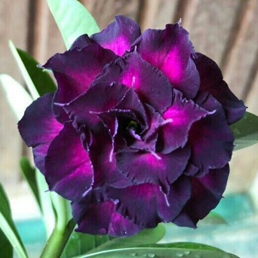 🎁Desert Rose Bulbs🌵Super easy care! 🌸 Adenium Obesum Bulbs - A926