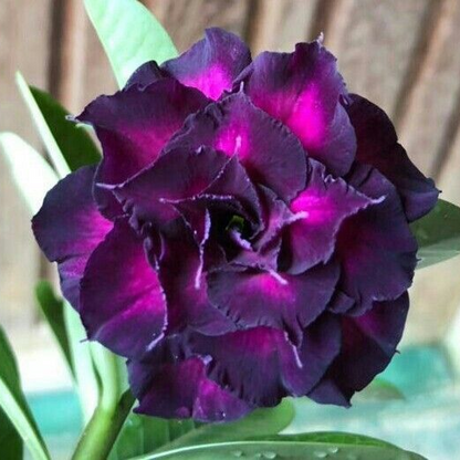🎁Desert Rose Bulbs🌵Super easy care! 🌸 Adenium Obesum Bulbs - A926