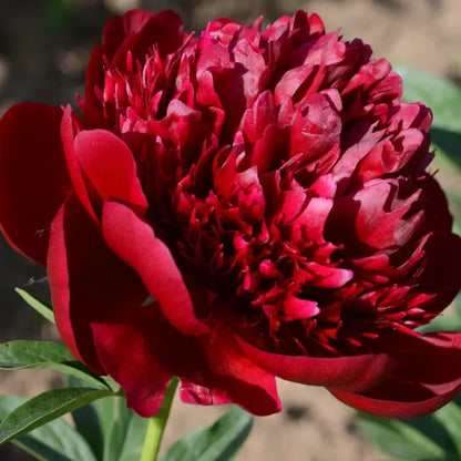 🔥LAST DAY 45% OFF🌺THE QUEEN OF FLOWERS—DOUBLE PETALED PIANI-923
