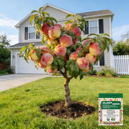 🔥 65K+ SOLD! 🍑 Heirloom "Honey Red" Dwarf Peach Tree Live Seeds-ABB8