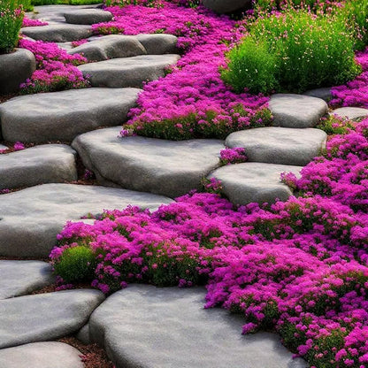 ✨ The Magical Fairy Garden of Your Dreams✨Creeping Thyme Seeds - A926