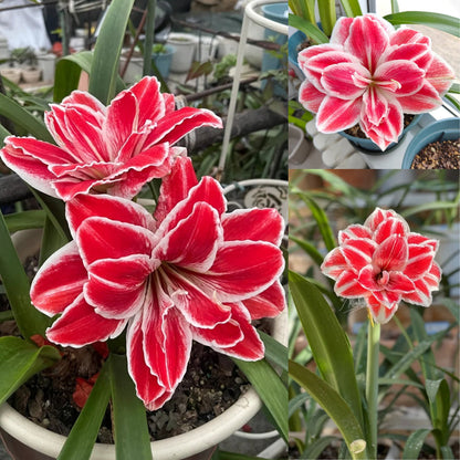 🎉Hot Sale🌷Amaryllis Bulbs-The Magical Fairy Garden of Your Dreams-ABB8