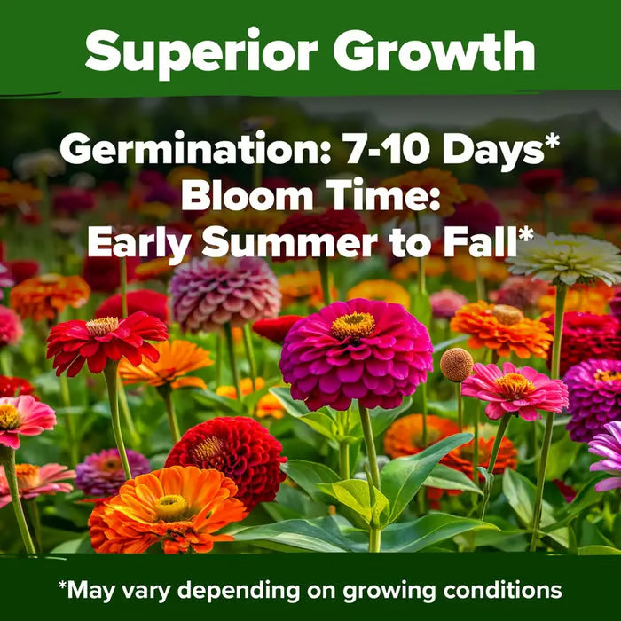 🌸 Spring flowers are preferred🌿Zinnia Seeds - Pure Seeds - No Filler - USA Heirloom Flower Seeds-TJY
