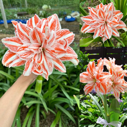 🎉Hot Sale🌷Amaryllis Bulbs-The Magical Fairy Garden of Your Dreams-ABB8