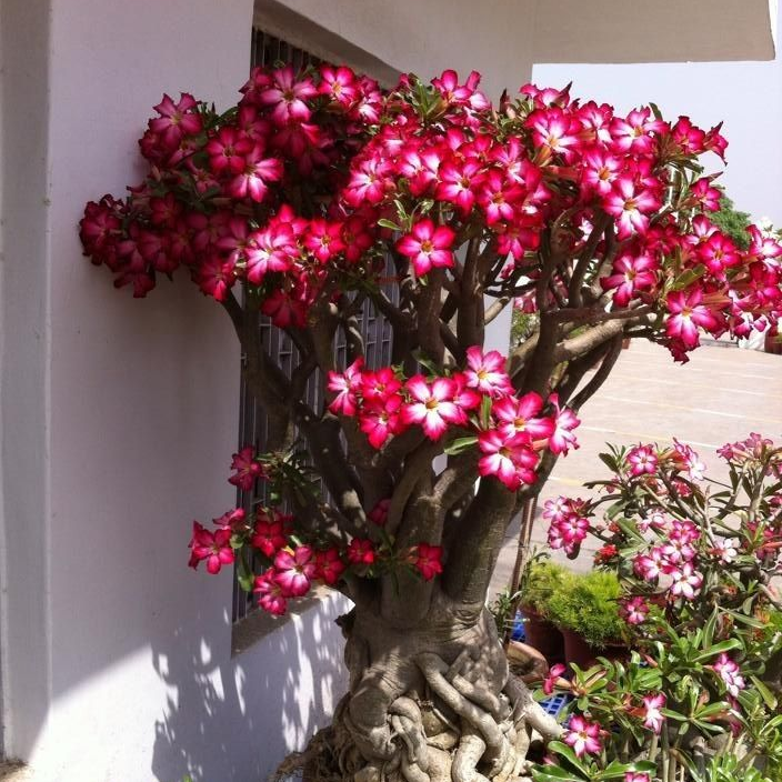 🎁Desert Rose Bulbs🌵Super easy care! 🌸 Adenium Obesum Bulbs - A926