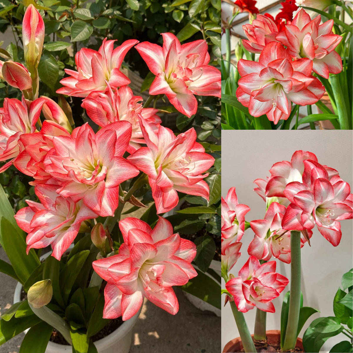 🎉Hot Sale🌷Amaryllis Bulbs-The Magical Fairy Garden of Your Dreams-ABB8
