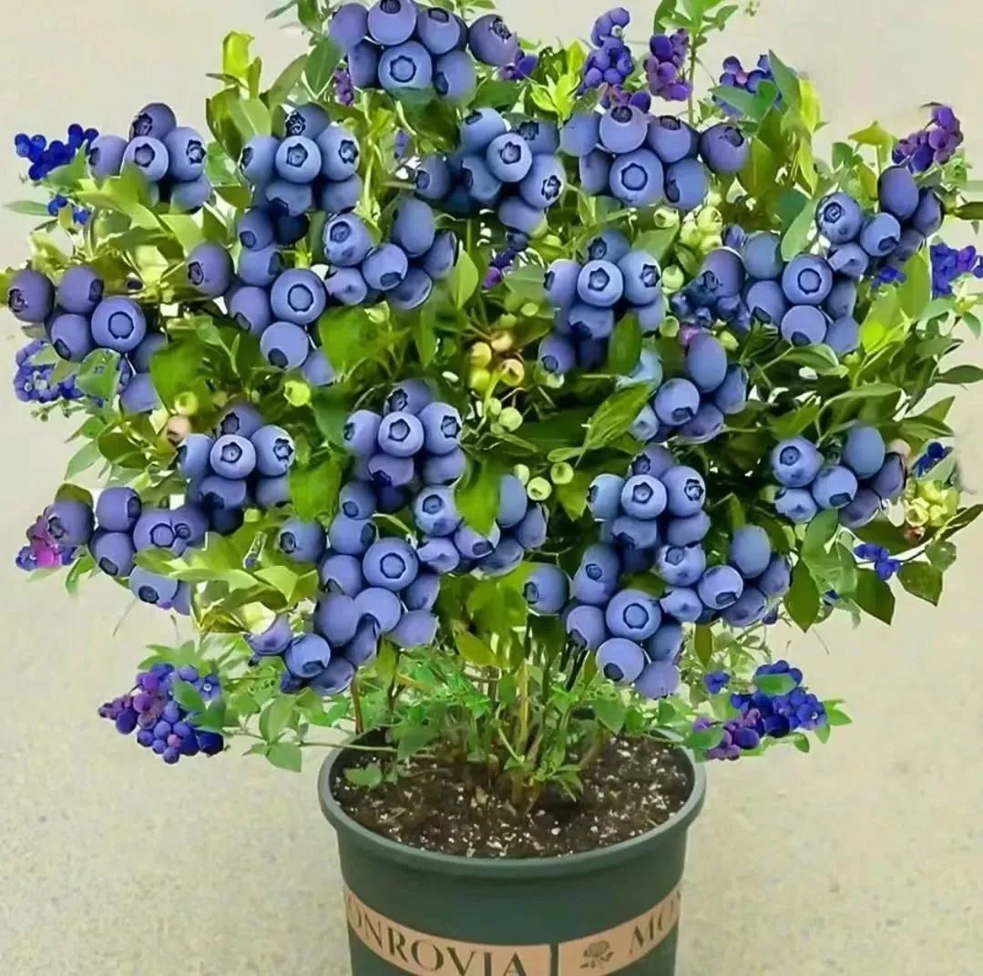 🎉King of Berries🎉 - Giant Blueberry Fruit Seeds - Four Seasons Plants-923