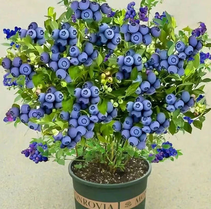 🎉King of Berries🎉 - Giant Blueberry Fruit Seeds - Four Seasons Plants-923