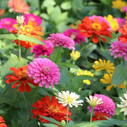 🌸 Spring flowers are preferred🌿Zinnia Seeds - Pure Seeds - No Filler - USA Heirloom Flower Seeds-TJY