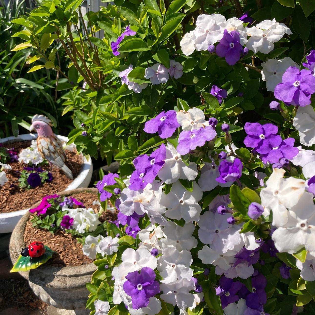 🏆Plus de 75 000 exemplaires vendus !🌿🌱Graines de jasmin non OGM : Semis à quatre saisons, fleurs aux senteurs douces et fraîches🌸-923