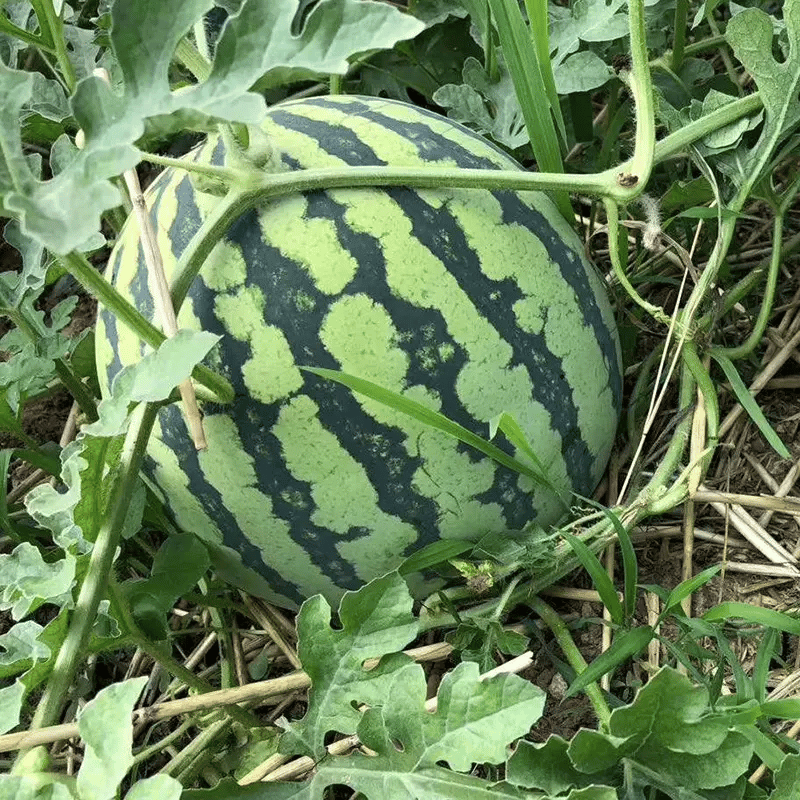 🍉50/100PCS Heirloom Non-GMO Watermelon Seeds – Easy-Grow “Lazy Man” Variety, Sweet & Nutritious, Replant Every Year🌱-923
