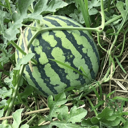 🍉50/100PCS Heirloom Non-GMO Watermelon Seeds – Easy-Grow “Lazy Man” Variety, Sweet & Nutritious, Replant Every Year🌱-923