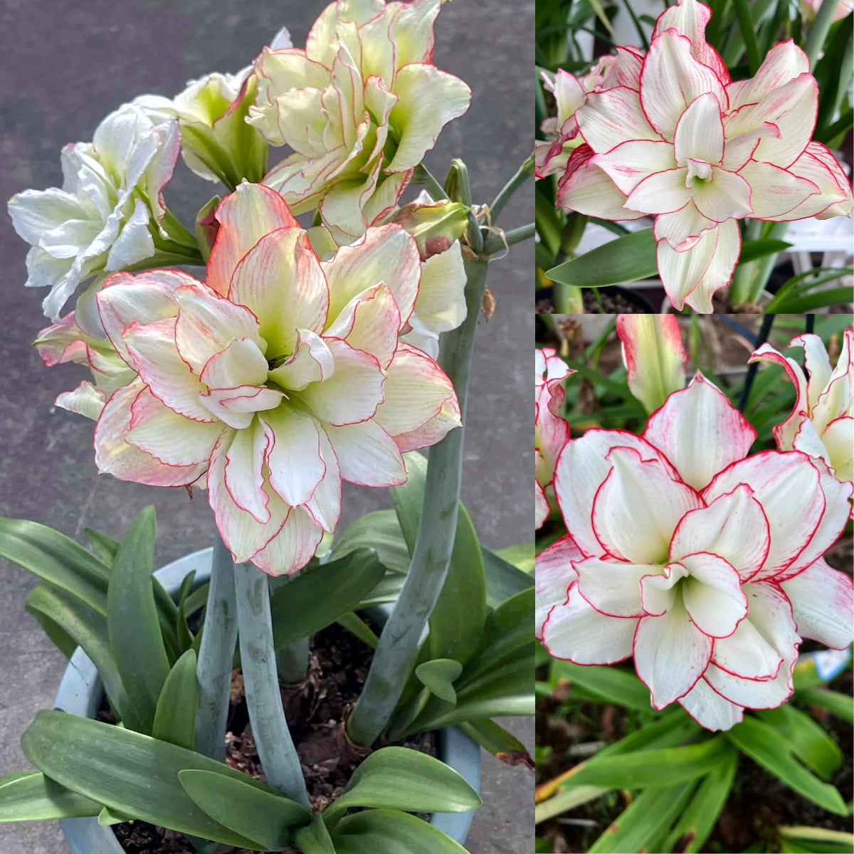 🎉Hot Sale🌷Amaryllis Bulbs-The Magical Fairy Garden of Your Dreams-ABB8