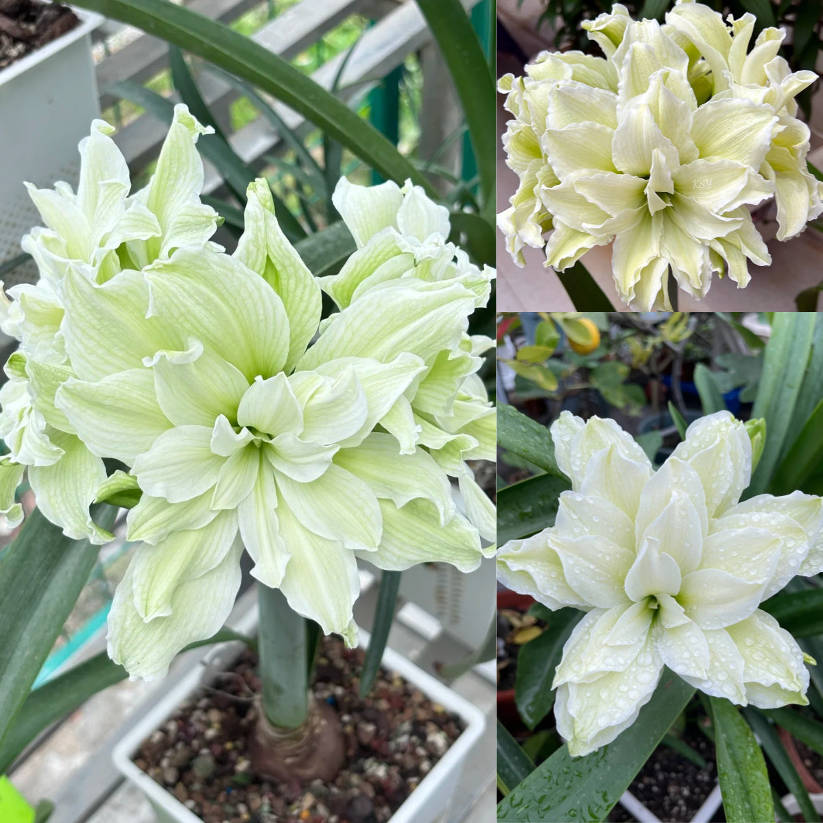 🎉Hot Sale🌷Amaryllis Bulbs-The Magical Fairy Garden of Your Dreams-ABB8