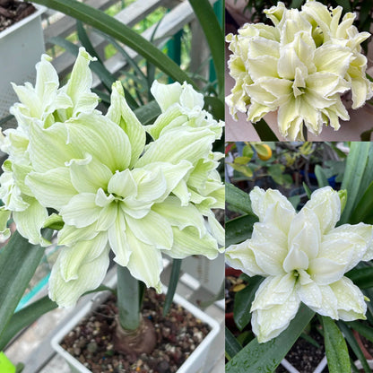 🎉Hot Sale🌷Amaryllis Bulbs-The Magical Fairy Garden of Your Dreams-ABB8
