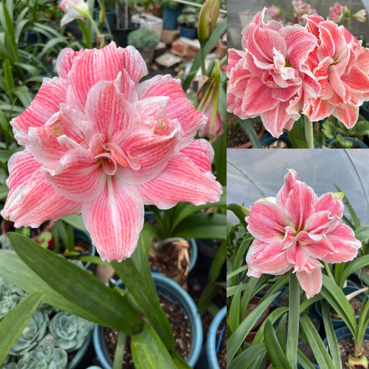🎉Hot Sale🌷Amaryllis Bulbs-The Magical Fairy Garden of Your Dreams-ABB8