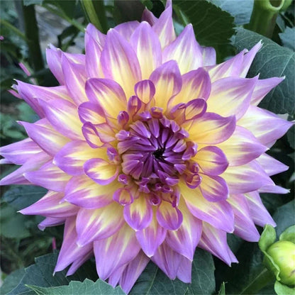 🌸Rare Double Dahlias🌿 – Bold Blooms Ordinary Gardens Never Have-ABB8