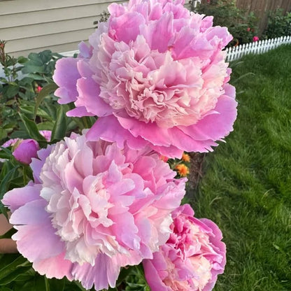 🔥LAST DAY 45% OFF🌺THE QUEEN OF FLOWERS—DOUBLE PETALED PIANI-923