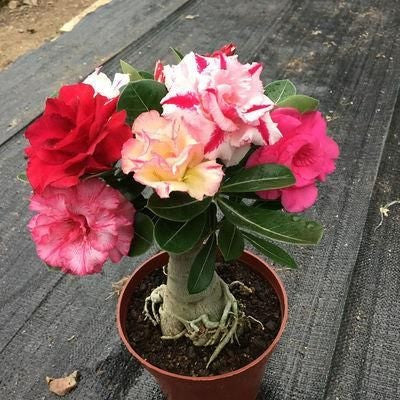 ✨Desert Rose Seeds🌹Heat-Resistant✨-923