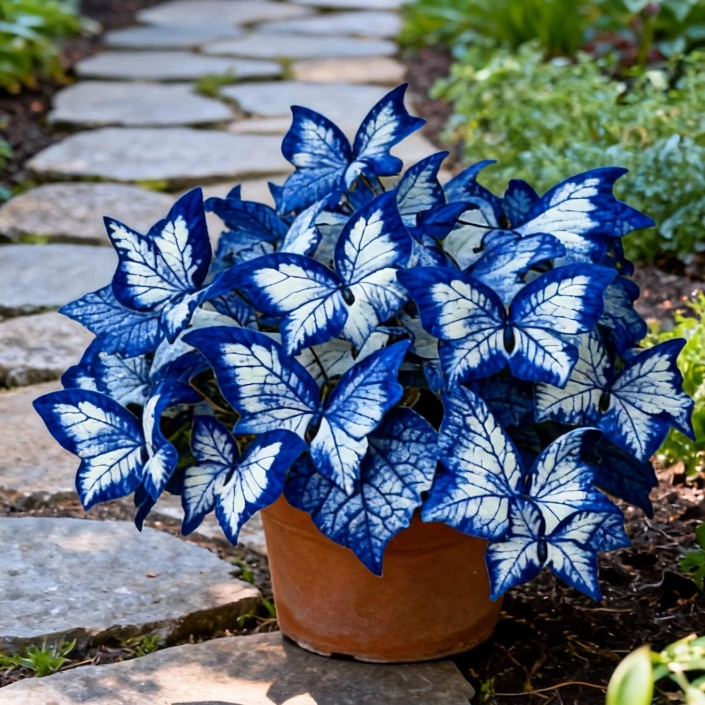 ✨Easy-to-Grow Seeds — Butterfly Blooms for a Living Garden-ABB8