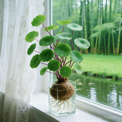 🎈🪴Red rattan Stephania Erecta: The strongest houseplant for lazy people🌿-923