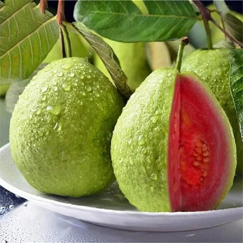 Guava seeds, suitable for potted plants, greenhouses and outdoor gardens, easy-to-cultivate fruit tree seeds.-923