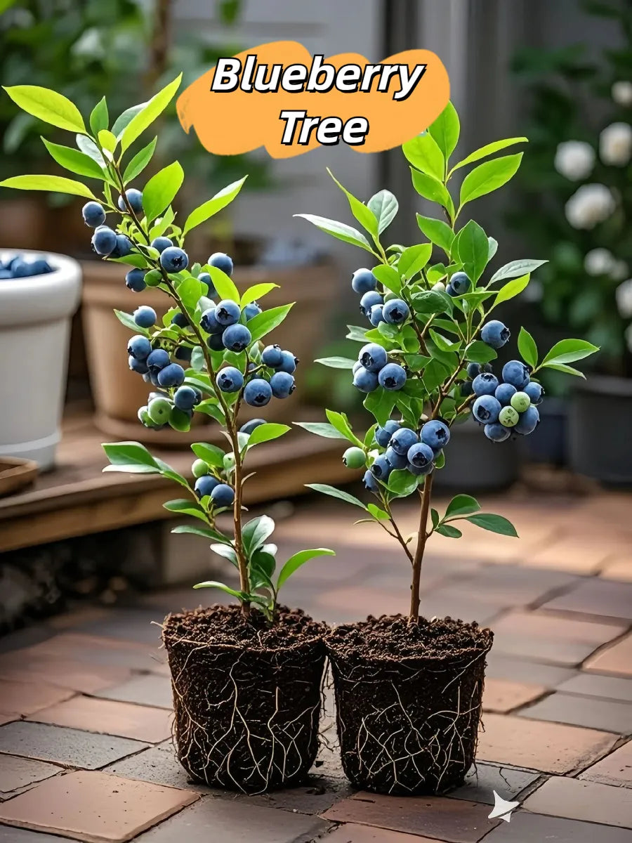 🎉King of Berries🎉 - Giant Blueberry Fruit Seeds - Four Seasons Plants-923
