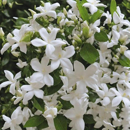 ⚡Flash-Sale⚡100k-sold⚡Silver Jasmine Seeds | Aromatic Climbing Vine for Garden & Balcony-#YUN7