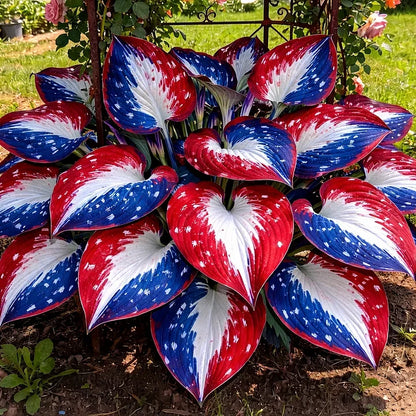🎉Celebrate America's 250th 🌱Premium Rare Hosta Seeds🌿Shade-Tolerant Plant - GD