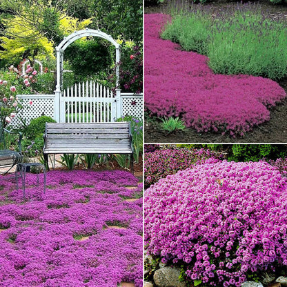 ✨ The Magical Fairy Garden of Your Dreams✨Creeping Thyme Seeds - A926