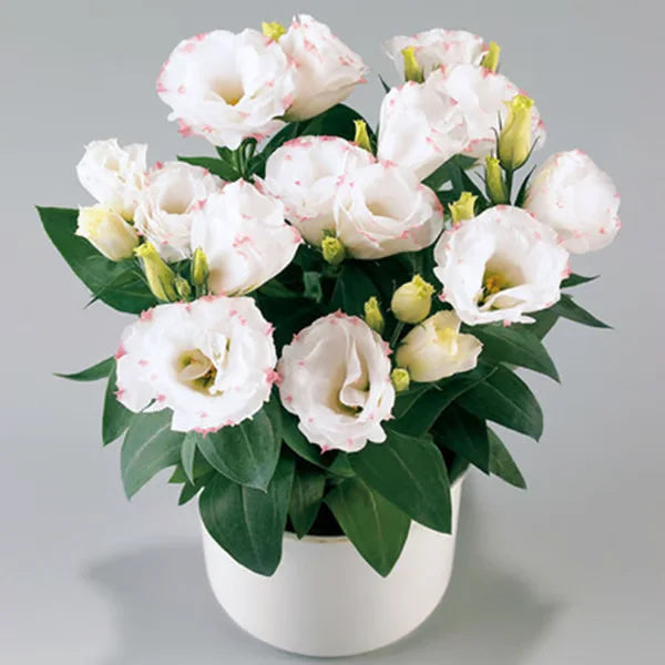 🏆65K+ SOLD!🔥🌺Low-maintenance Lisianthus Flower Seeds🌈TJY