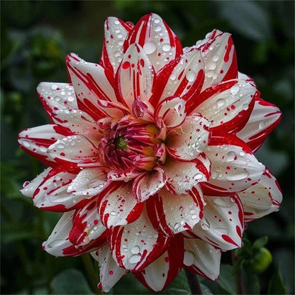 🌸Rare Double Dahlias🌿 – Bold Blooms Ordinary Gardens Never Have-ABB8