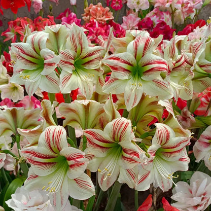 🌸Hot Sale!!🌸 – 🌿Double-Flowered Amaryllis Bulbs / Large Flowers / Easy to Grow-TJY