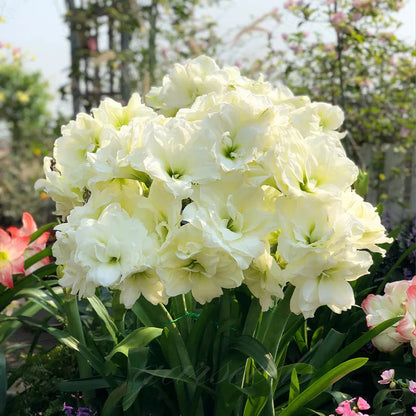 🌸Hot Sale!!🌸 – 🌿Double-Flowered Amaryllis Bulbs / Large Flowers / Easy to Grow-TJY