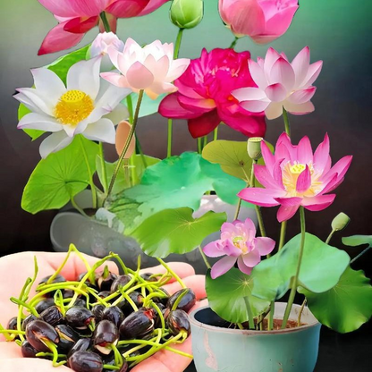 💮Midnight Purple Lotus Seeds-A-923