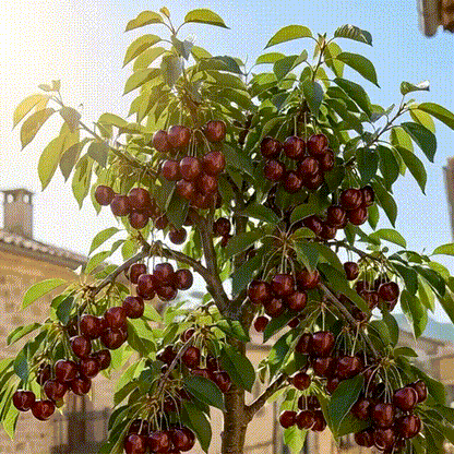 Cherry Tree Seeds – Turn Your Garden into a Sweet, Seasonal Paradise 🍒-XA