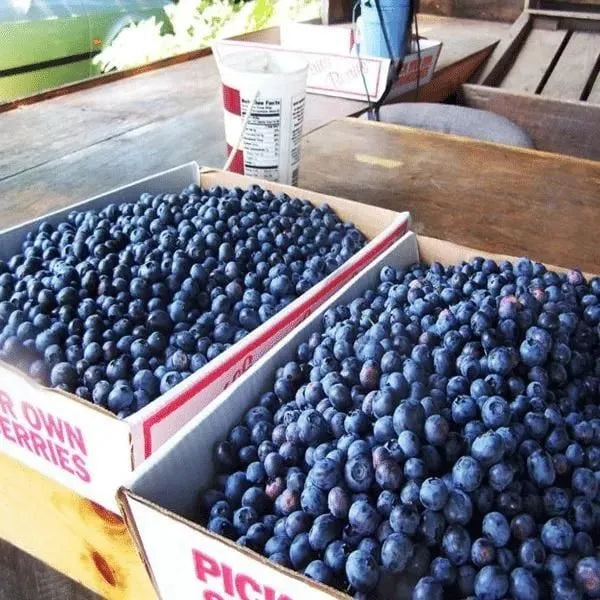 🎉King of Berries🎉 - Giant Blueberry Fruit Seeds - Four Seasons Plants-923