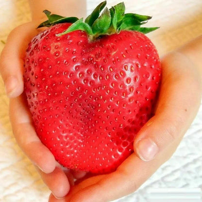 🏆75K+ SOLD! Rare Giant Strawberry Seeds 🍓 Grow Huge, Easy to grow-TJY