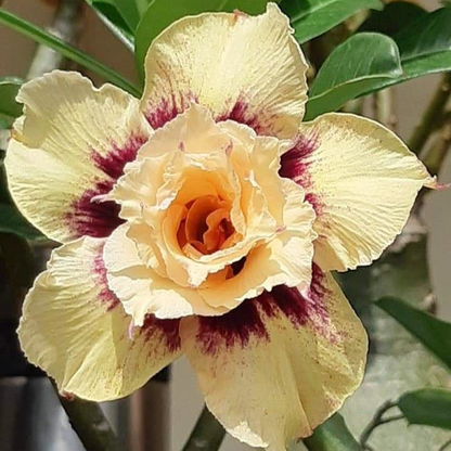 🎁Desert Rose Bulbs🌵Super easy care! 🌸 Adenium Obesum Bulbs - A926