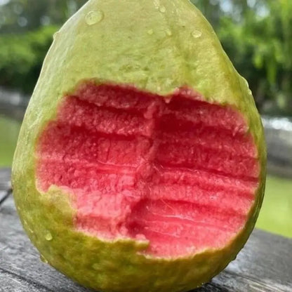 Guava seeds, suitable for potted plants, greenhouses and outdoor gardens, easy-to-cultivate fruit tree seeds.-923