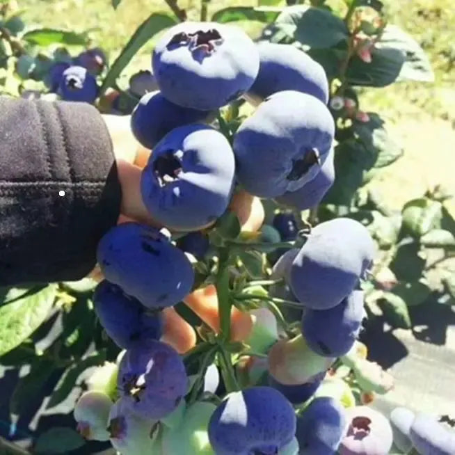 🎉King of Berries🎉 - Giant Blueberry Fruit Seeds - Four Seasons Plants-923