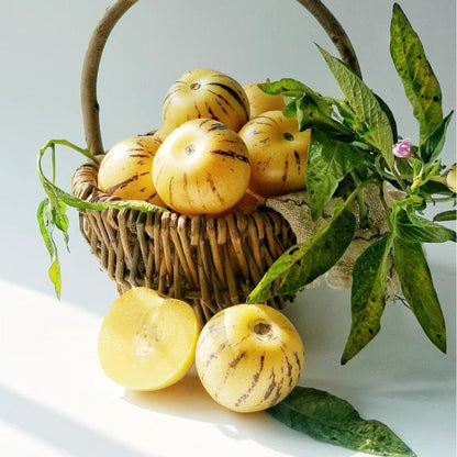 Pepino Melon Seeds for Planting,Sweet Pepino Seeds Non-GMO,Exotic Fruit Seed Heirloom for Outdoor Home Garden-A-923