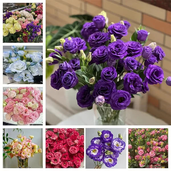 🏆65K+ SOLD!🔥🌺Low-maintenance Lisianthus Flower Seeds🌈TJY