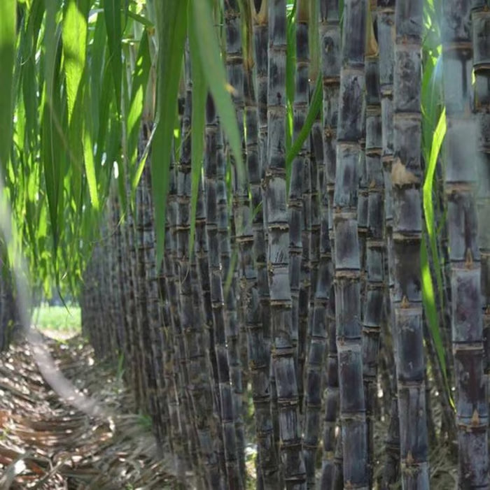 🌱 Grow Your Own Sugarcane – High Germination Seeds ✨ for Easy Home Gardens 🌿-H1