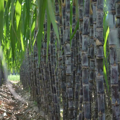 🌱 Grow Your Own Sugarcane – High Germination Seeds ✨ for Easy Home Gardens 🌿-H1