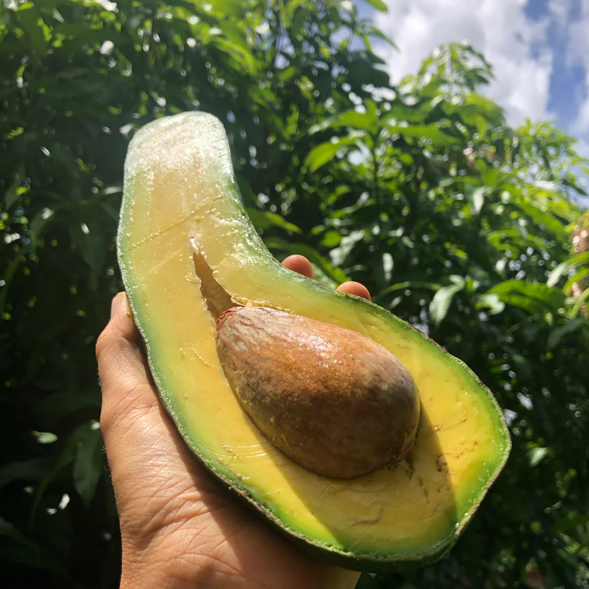 🍴 😍 Silky Smooth, Buttery & Delicious 🥑 Long Neck Avocado seeds-W18