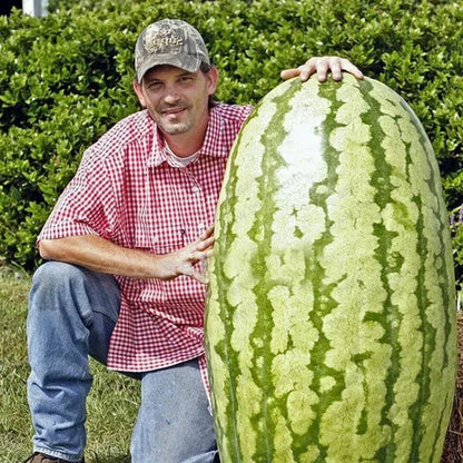 🔥🔥New Year 70% Off--🍉Lazy Man's Watermelon Seeds-W18