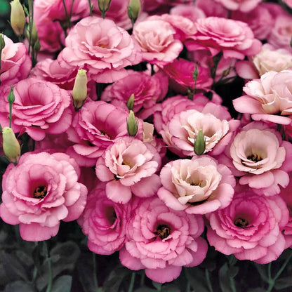 🏆65K+ SOLD!🔥🌺Low-maintenance Lisianthus Flower Seeds🌈TJY